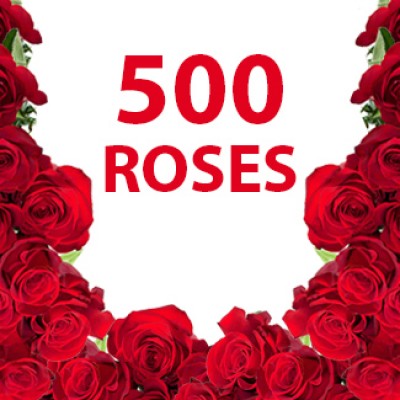 500 Red Roses