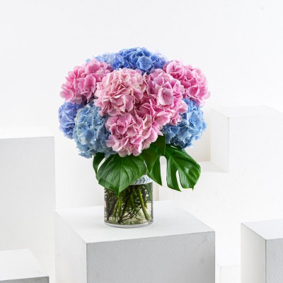 Hydrangeas Mixed Combo