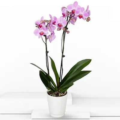 Pink Phalaenopsis