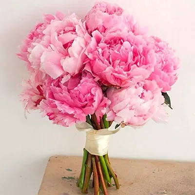 Pink Peonies