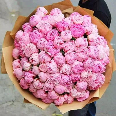 Classic Pink Peonies