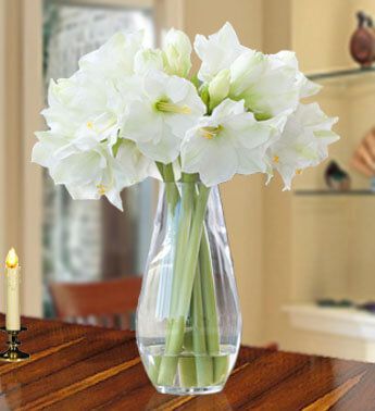 Charming Amaryllis