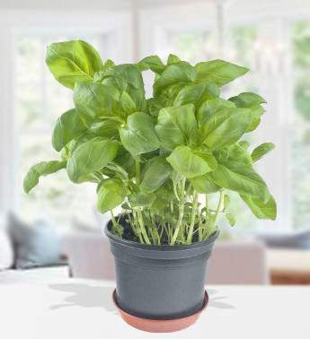 Basil Plant