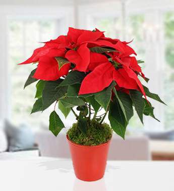 Poinsettia Plant