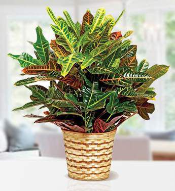 Colorful Croton