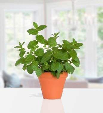 Mint Plant